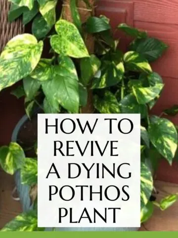 How to revive a dying Pothos plant