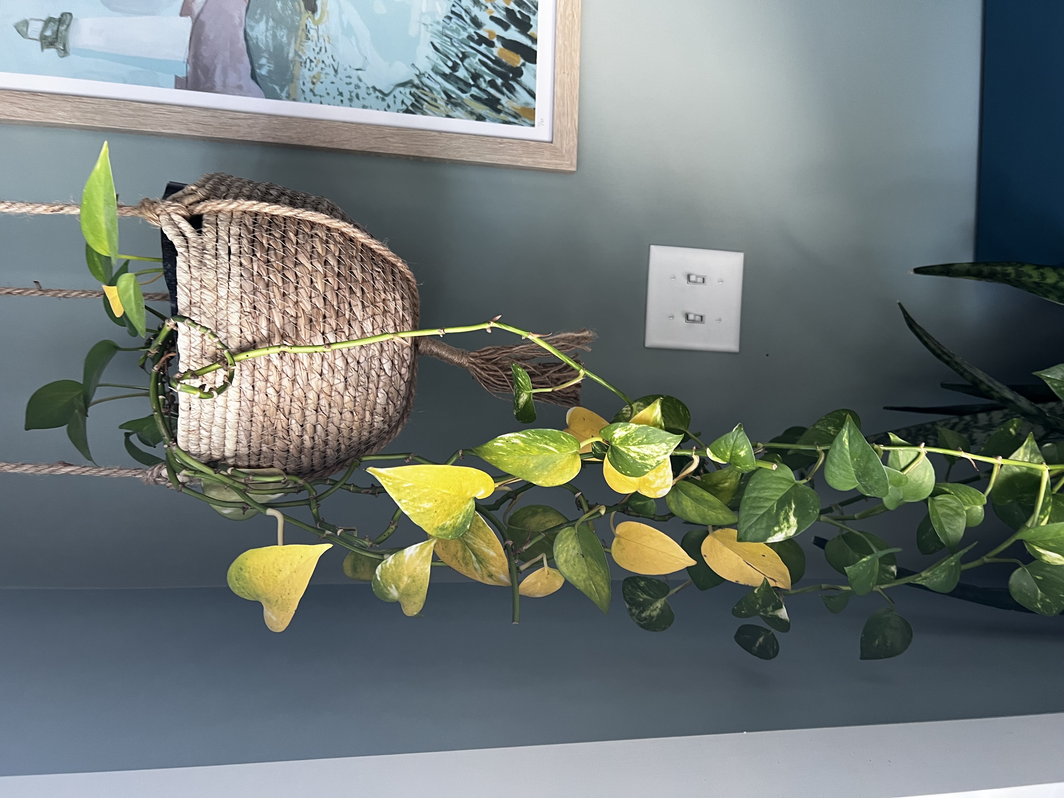 hanging pothos plant with yellow leaves