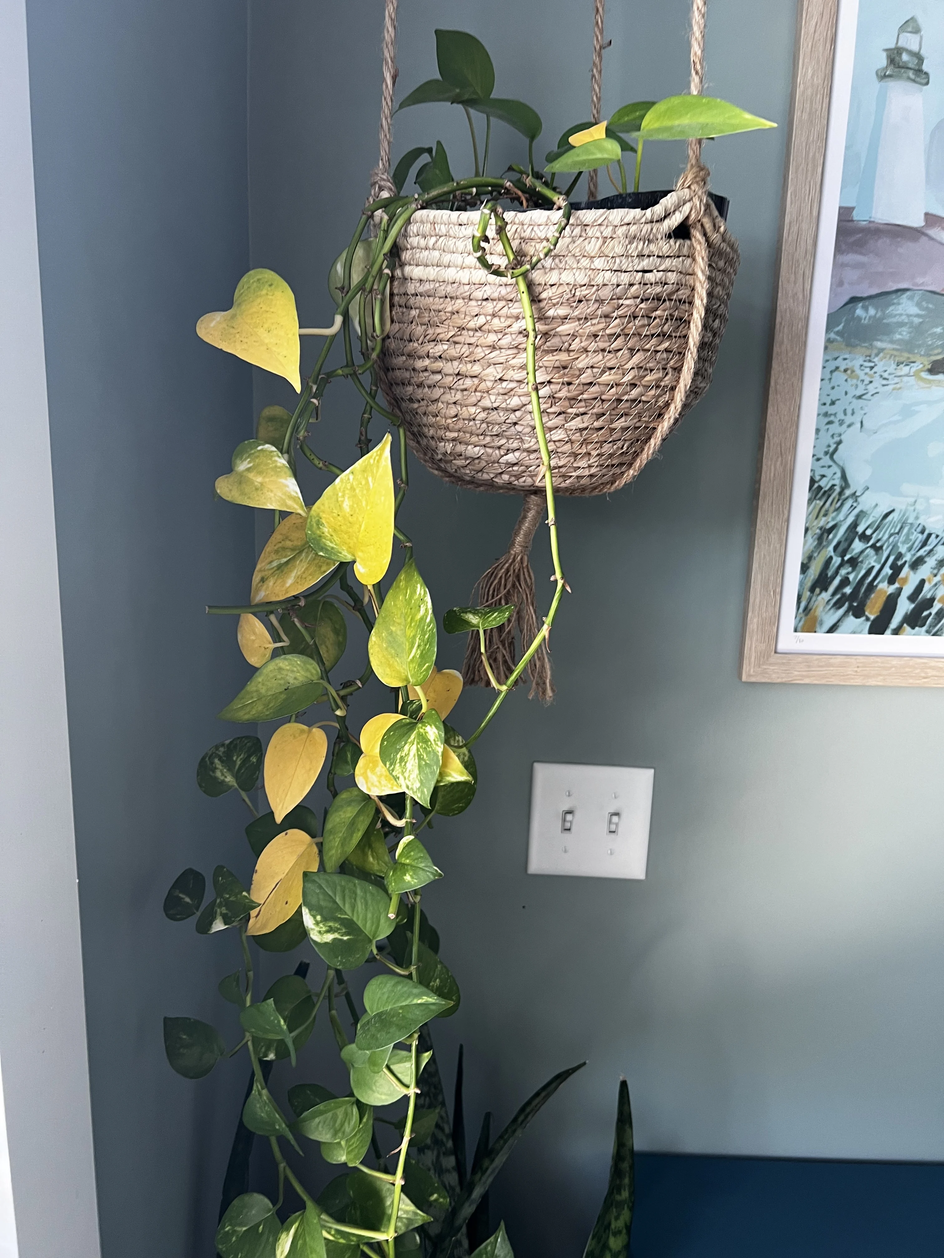 hanging pothos plant with yellow leaves