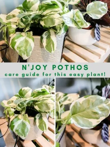 N Joy Pothos plant care guide