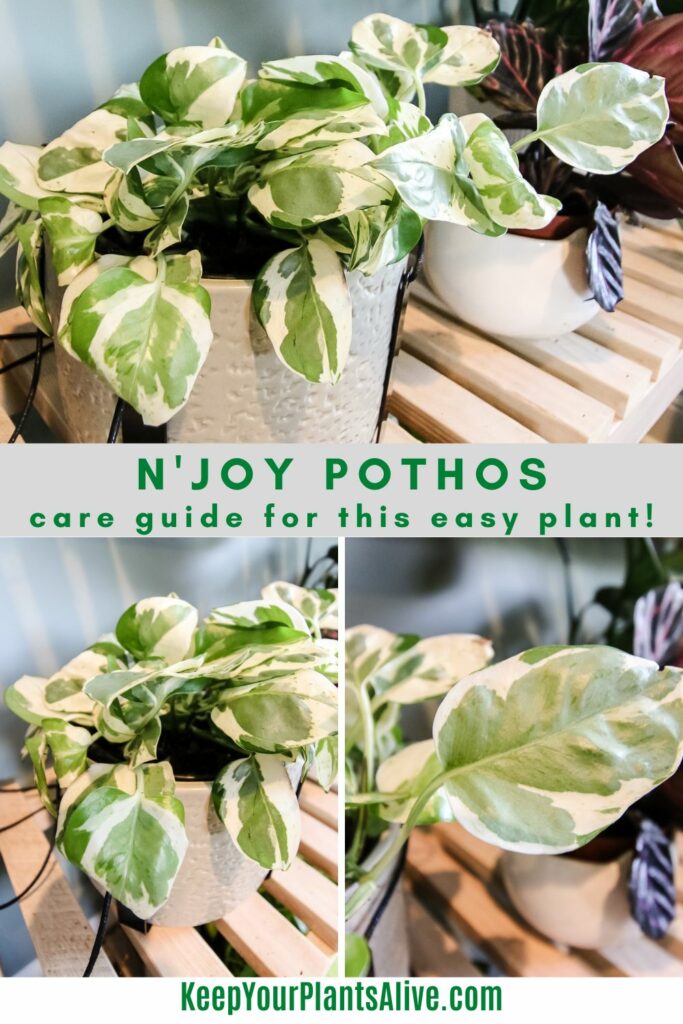 N Joy Pothos plant care guide