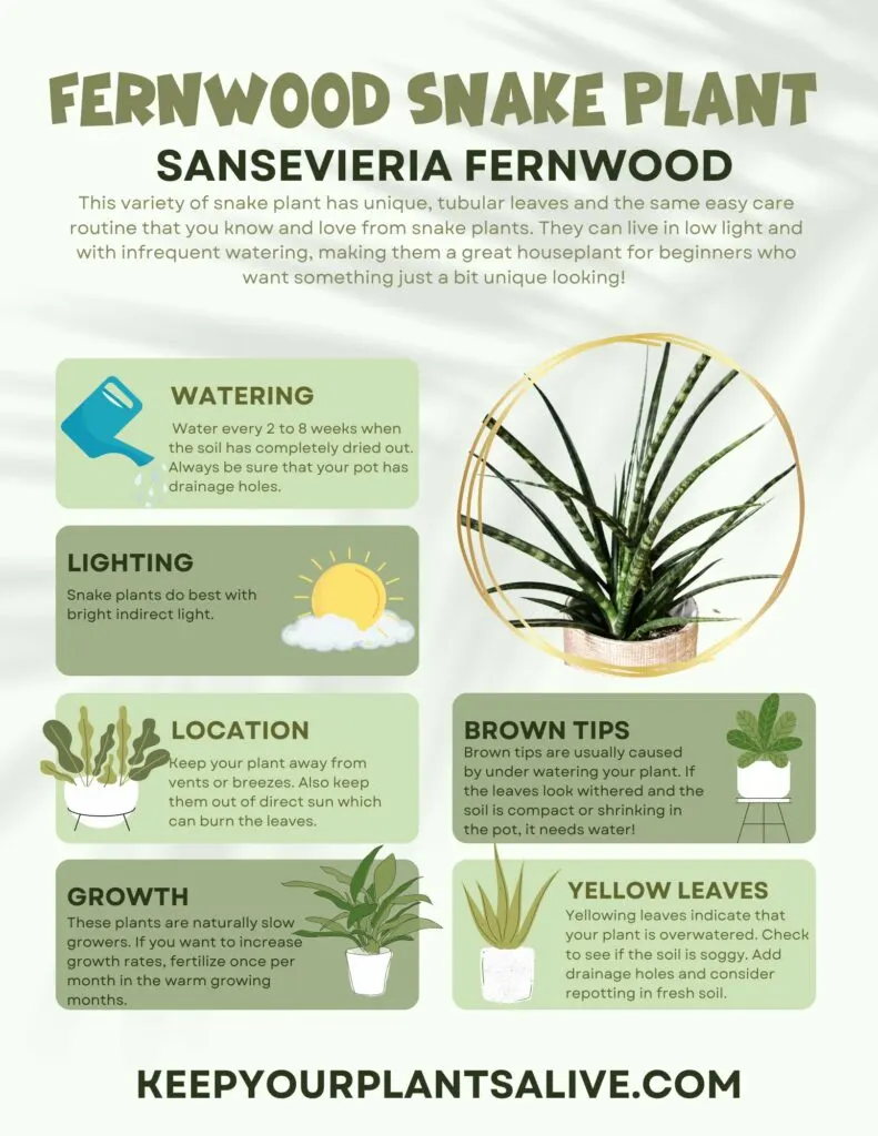 fernwood snake plant plant care guide