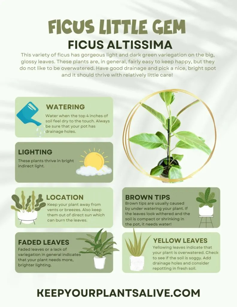 Ficus Altissima care guide