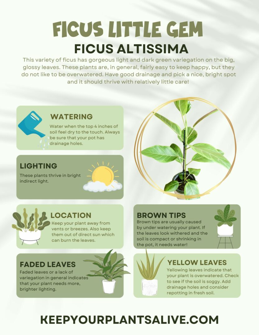 Ficus Altissima “little gem” care guide - keep your plants alive