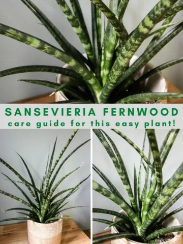 Sansevieria Fernwood plant care guide