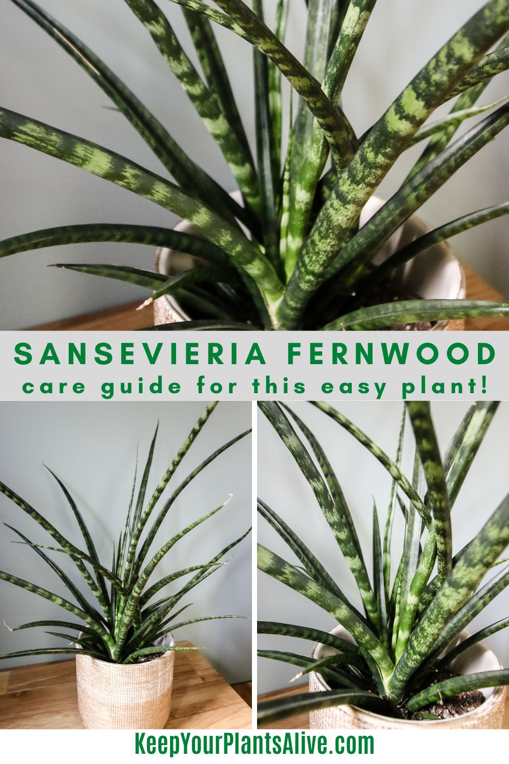 Sansevieria Fernwood plant care guide