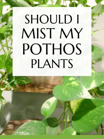 Should I mist my pothos