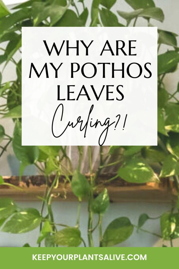 Why are my Pothos leaves curling? keep your plants alive