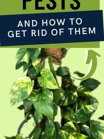 common pothos pests and how to get rid of them