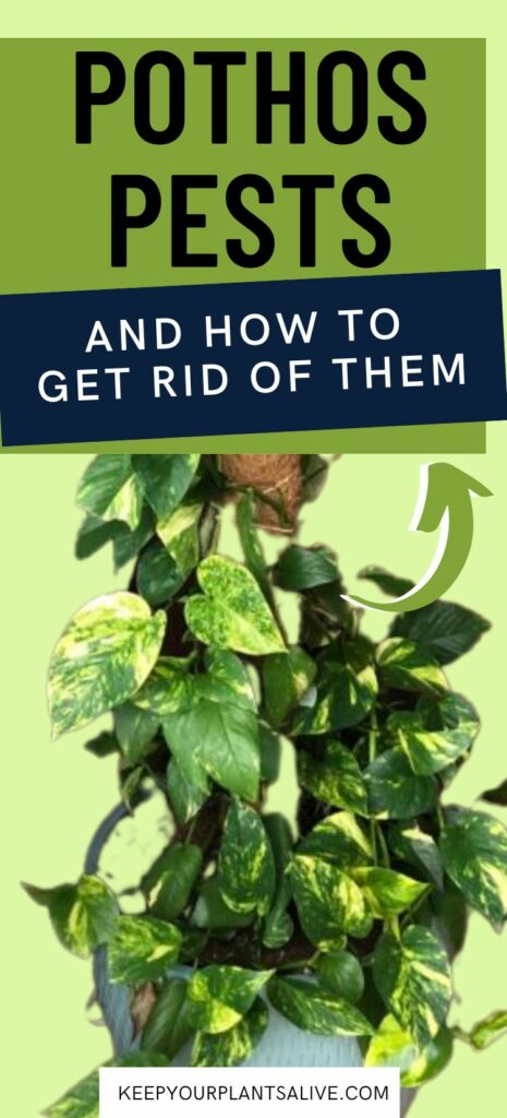 common pothos pests and how to get rid of them