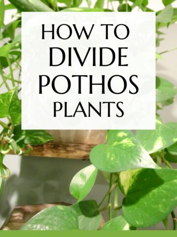 how to divide pothos plants