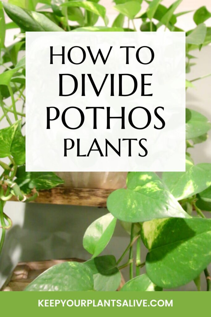 how to divide pothos plants