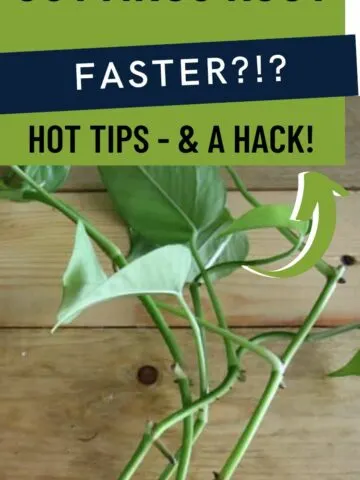 how to make cuttings root faster in water