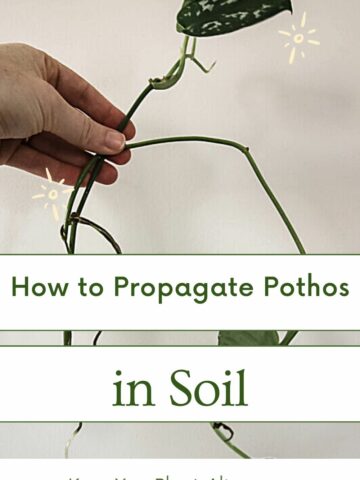 how to propagate pothos in soil