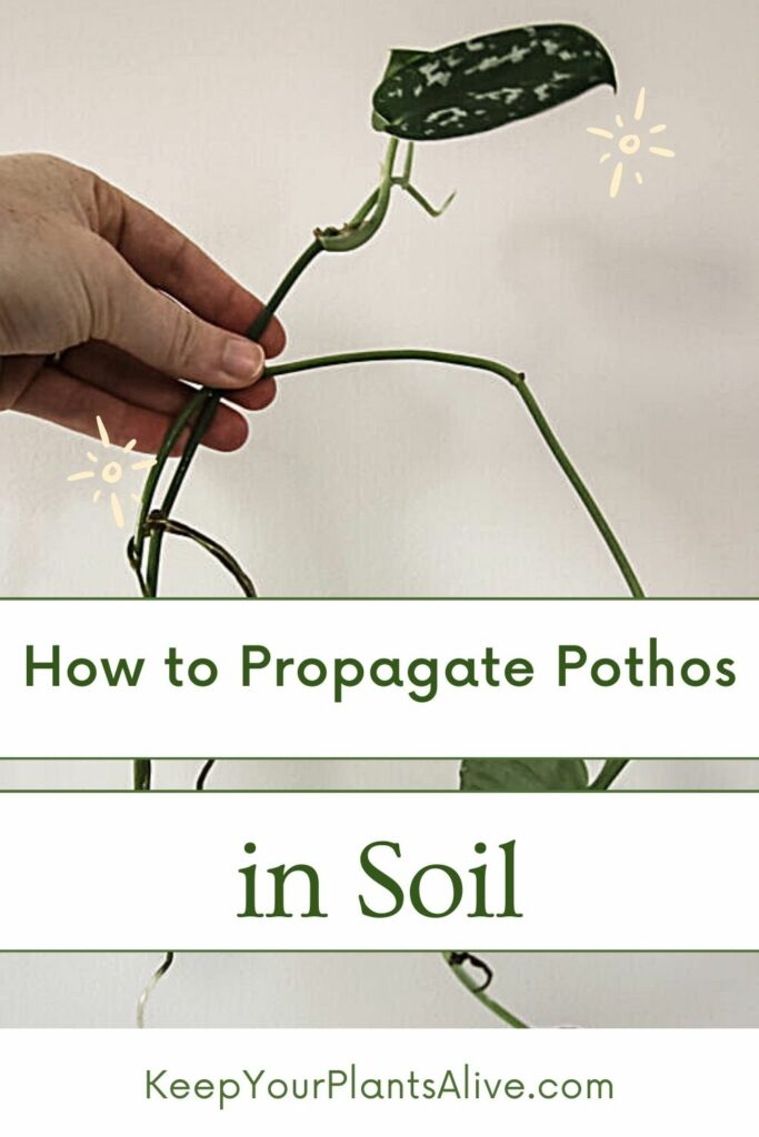 how to propagate pothos in soil