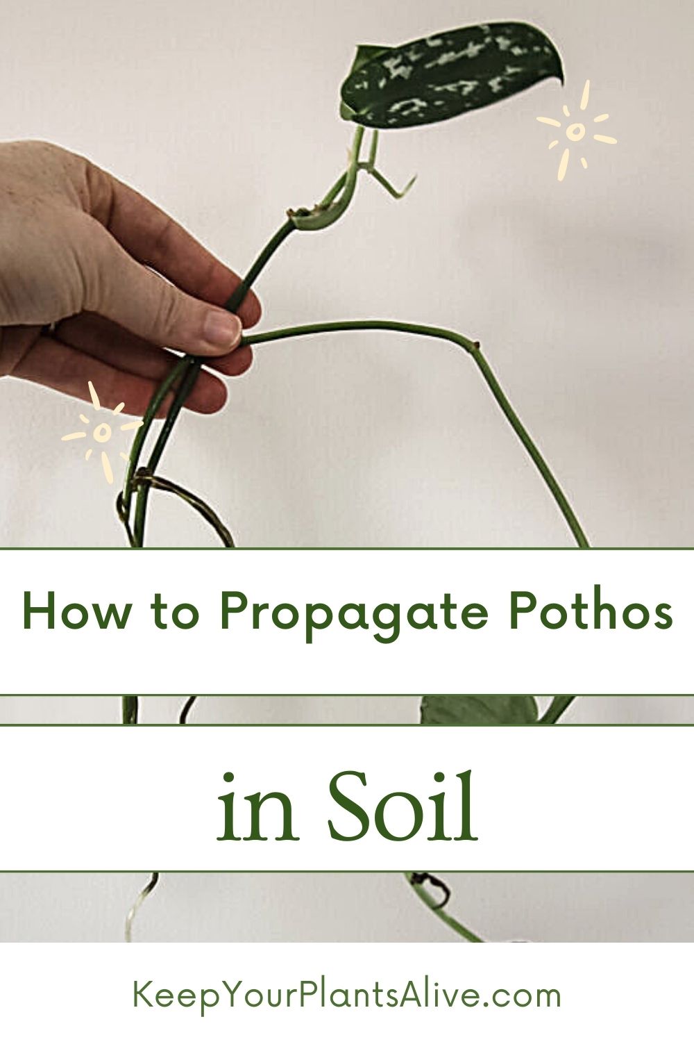 how-to-propagate-pothos-in-soil-keep-your-plants-alive