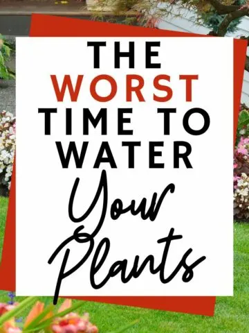 the worst time to water your plants