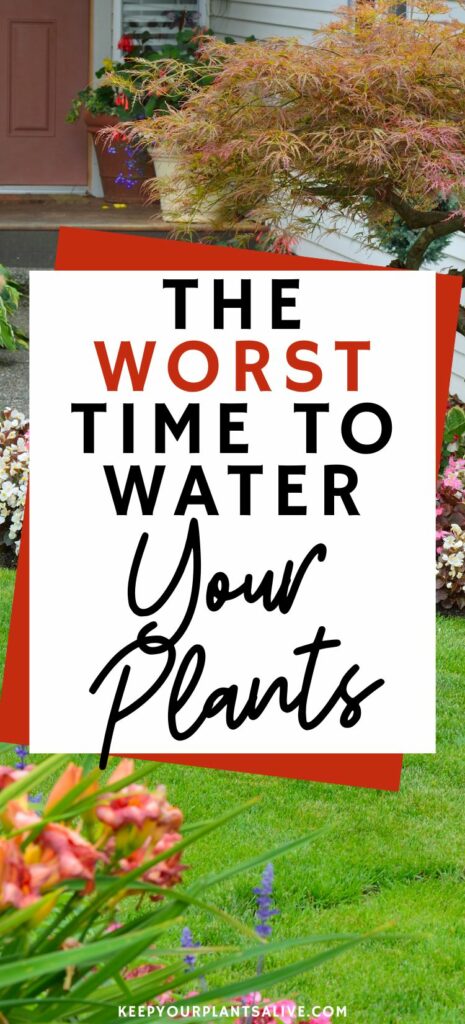 the worst time to water your plants