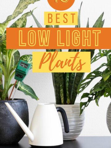10 best low light plants