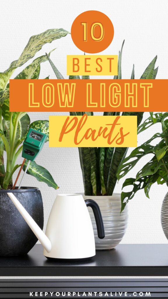 10 best low light plants