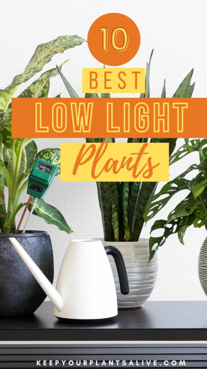 The top 10 plants that thrive in low light conditions keep your