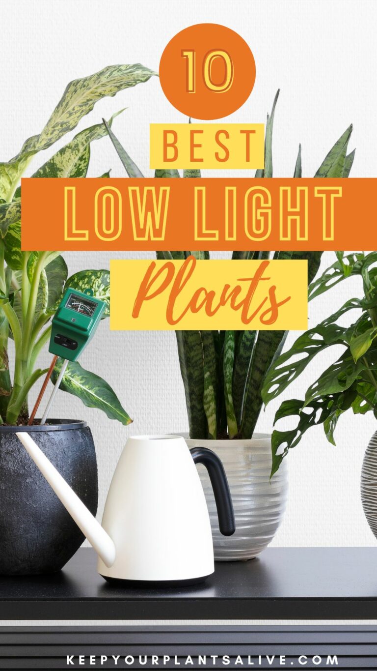 The top 10 plants that thrive in low light conditions keep your
