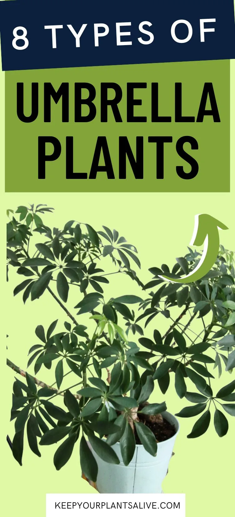8 types of umbrella plants