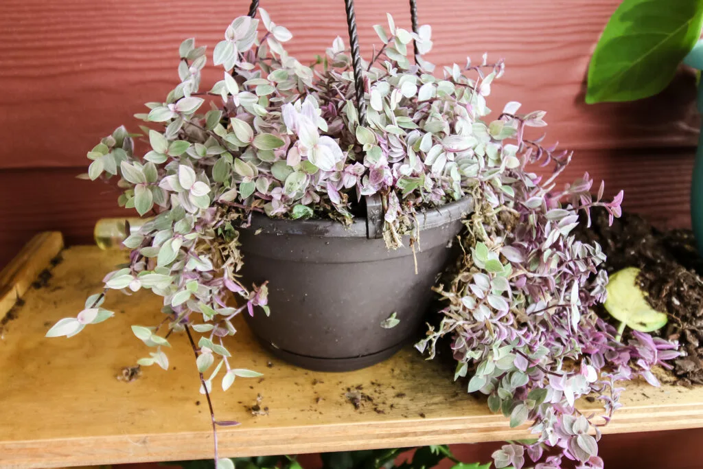 pink lady plant variegated