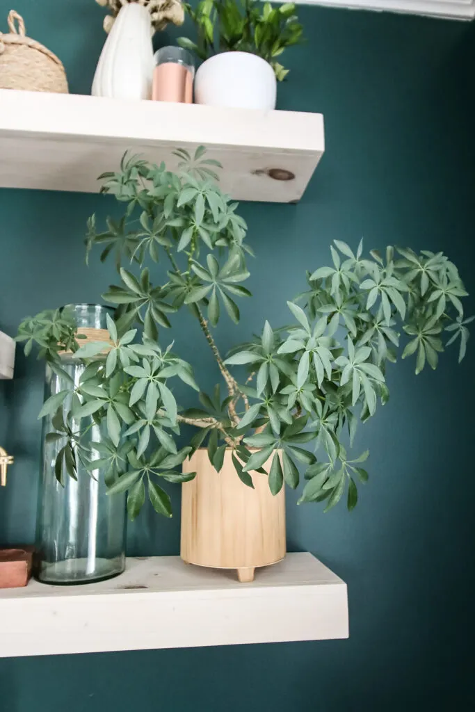 potted umbrella plant on a shelf