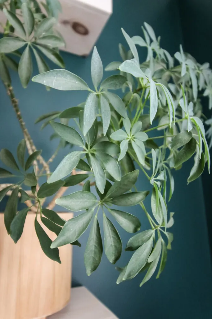 close up of a potted umbrella plant on a shelf