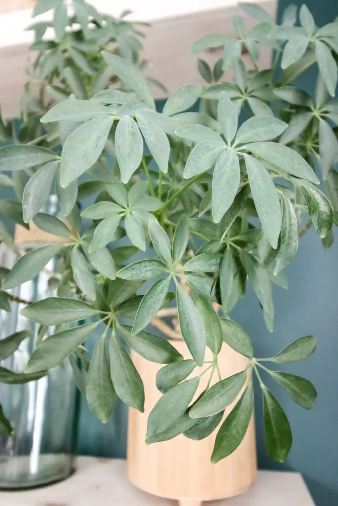 close up of a potted umbrella plant on a shelf