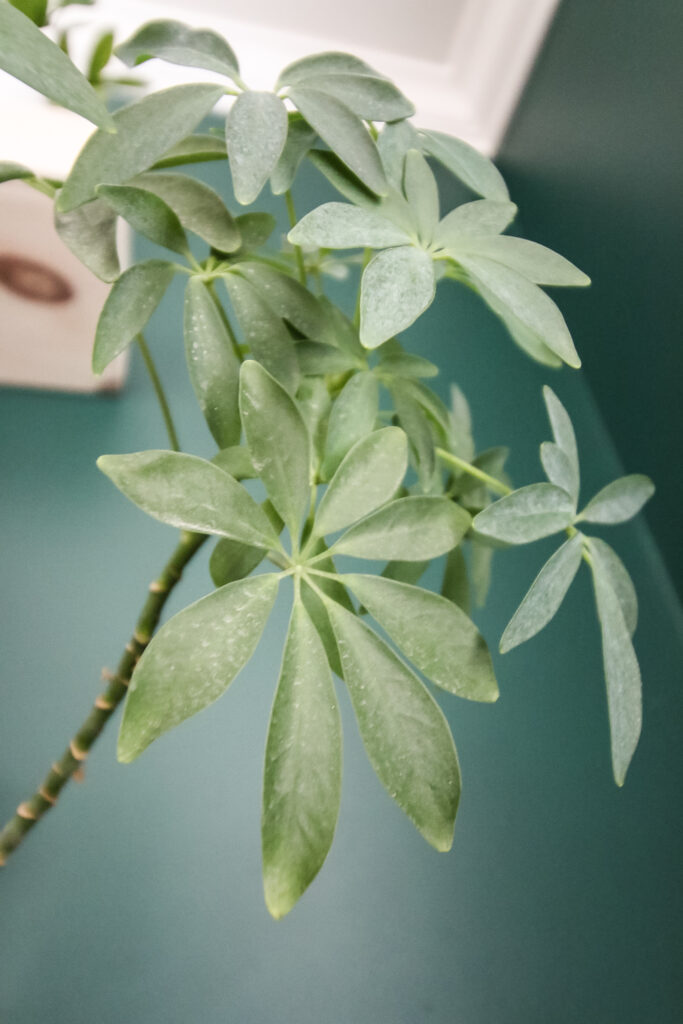 close up of a potted umbrella plant on a shelf