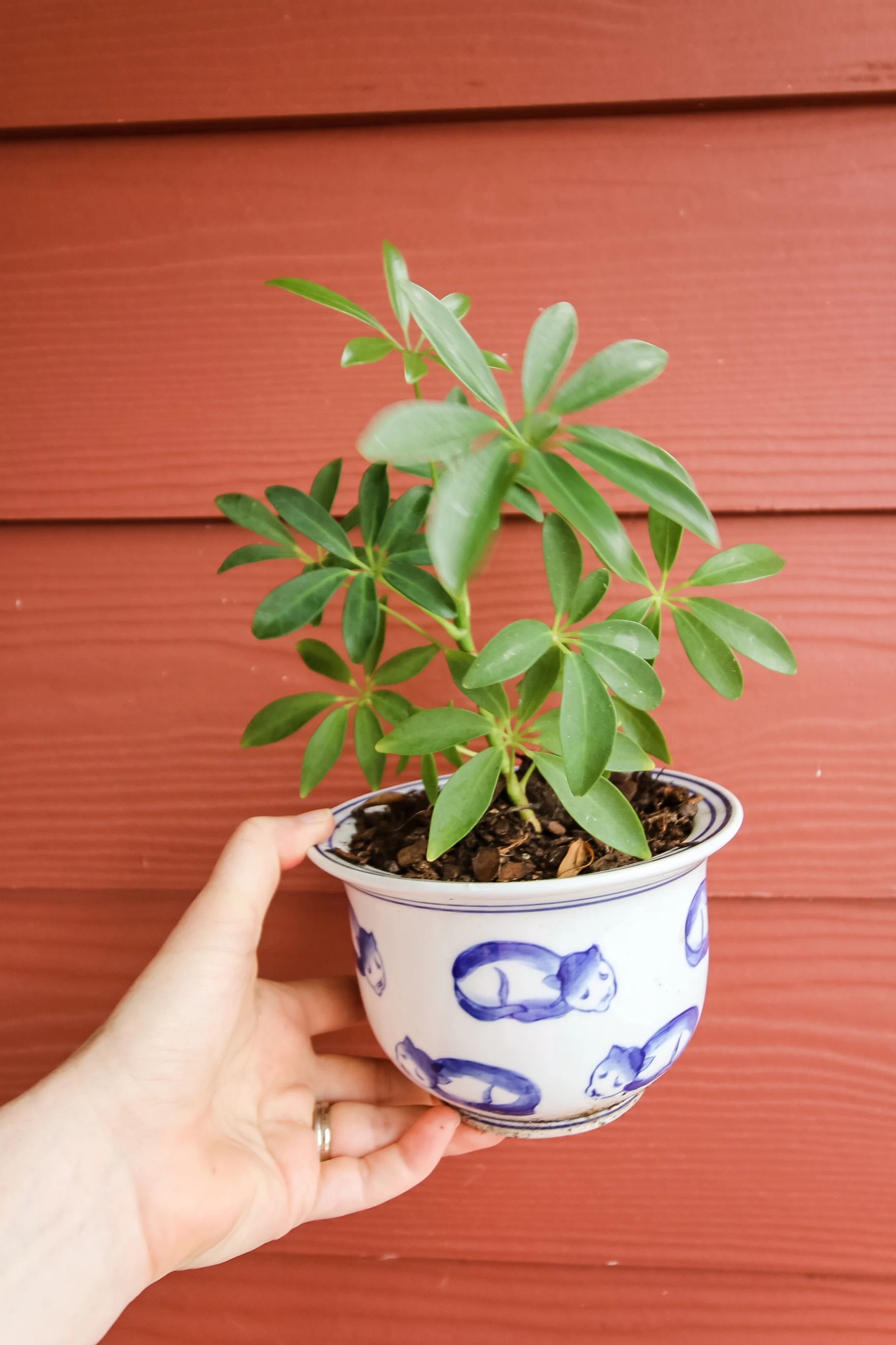 potted umbrella plant