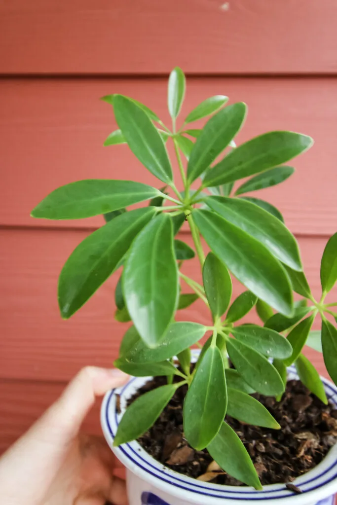 close up of a potted umbrella plant on a shelf