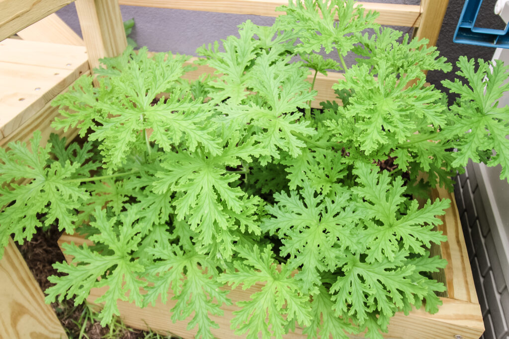 citronella plant planted in a raised bed garden outdoors