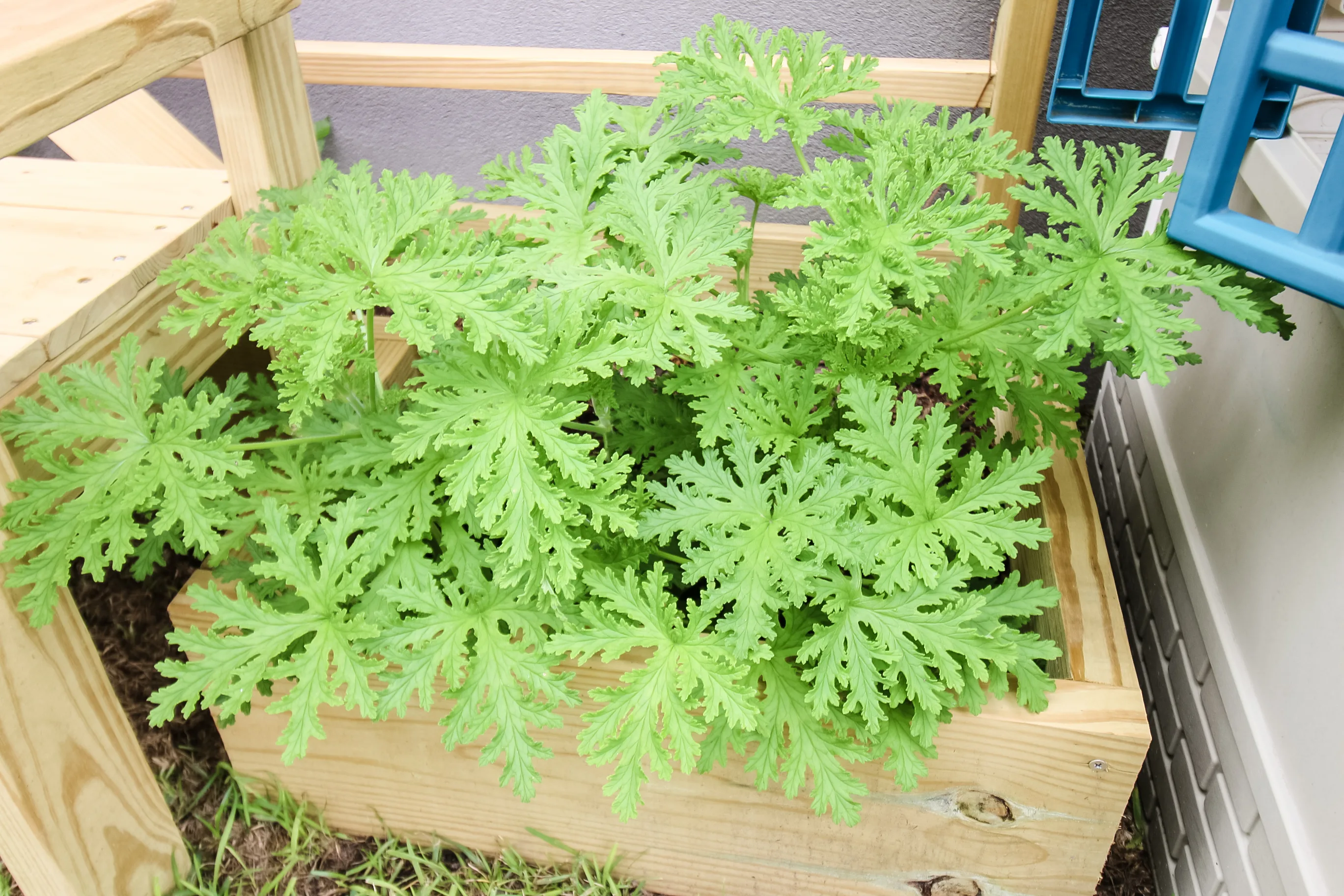 citronella plant planted in a raised bed garden outdoors