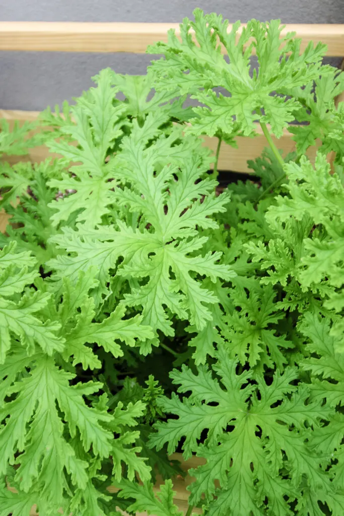 citronella plant planted in a raised bed garden outdoors