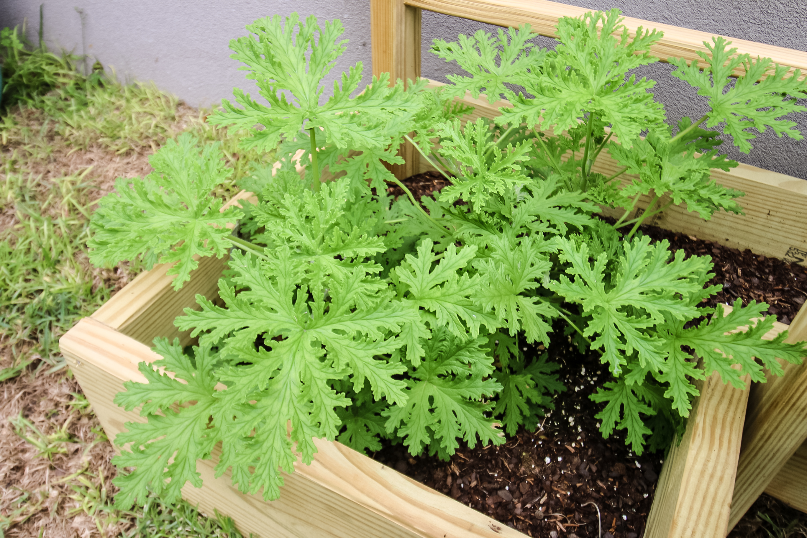 citronella plant planted in a raised bed garden outdoors