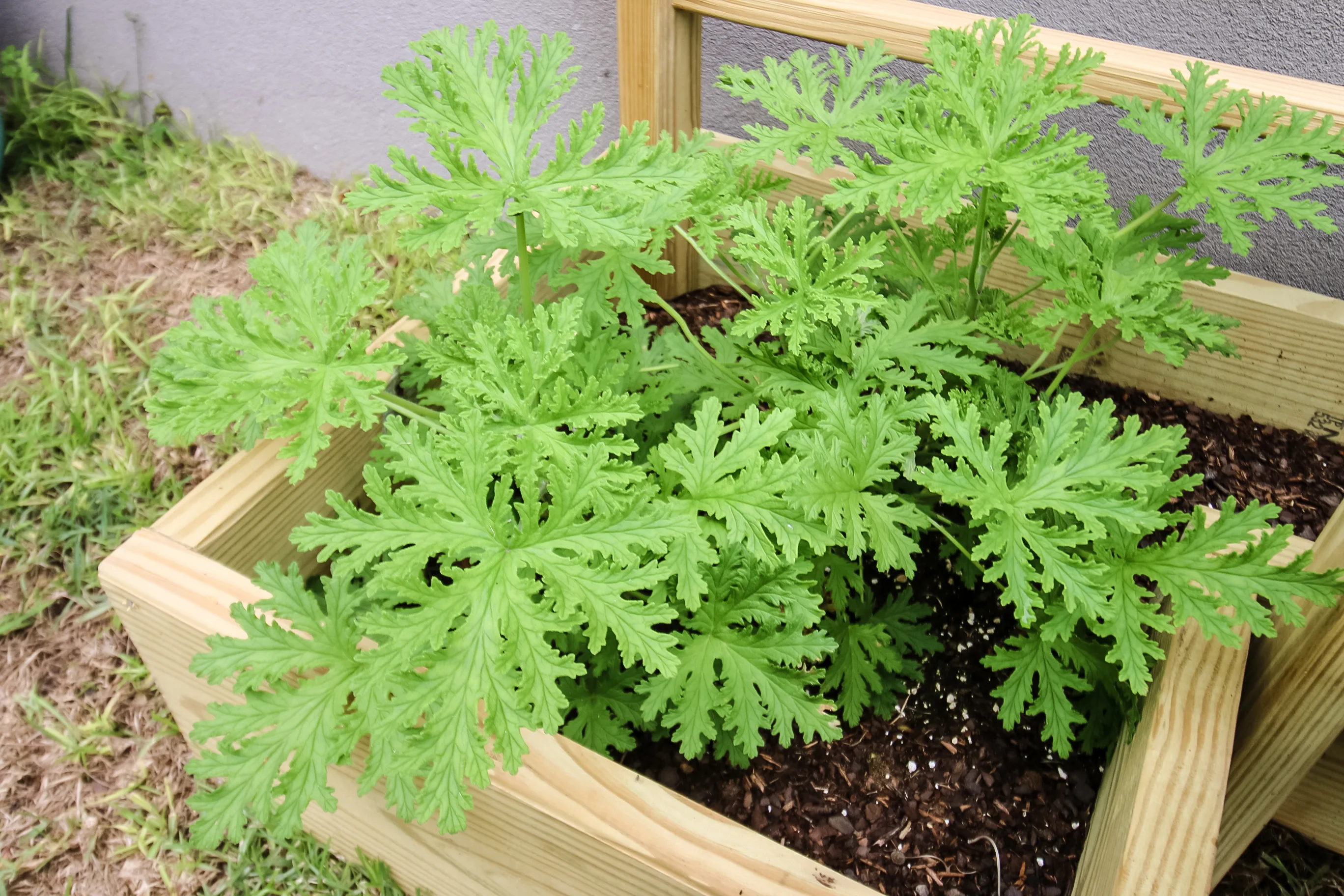 The complete citronella plant care guide - keep your plants alive