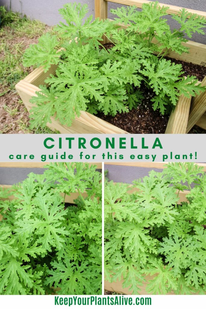 Citronella plant care guide