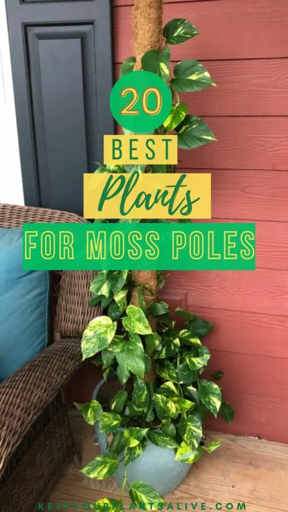 20 best plants for moss poles