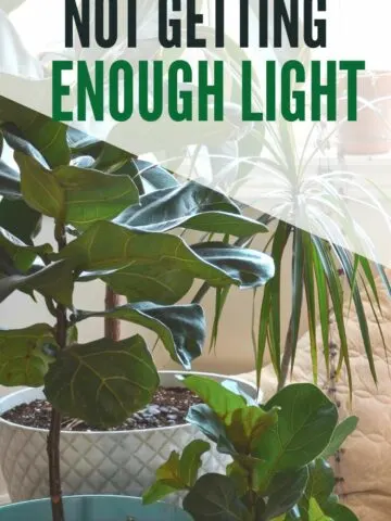 How to know if your houseplants are not getting enough sunlight