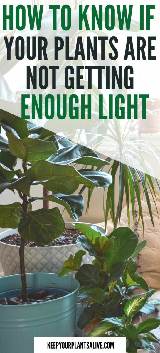 How to know if your houseplants are not getting enough sunlight keep