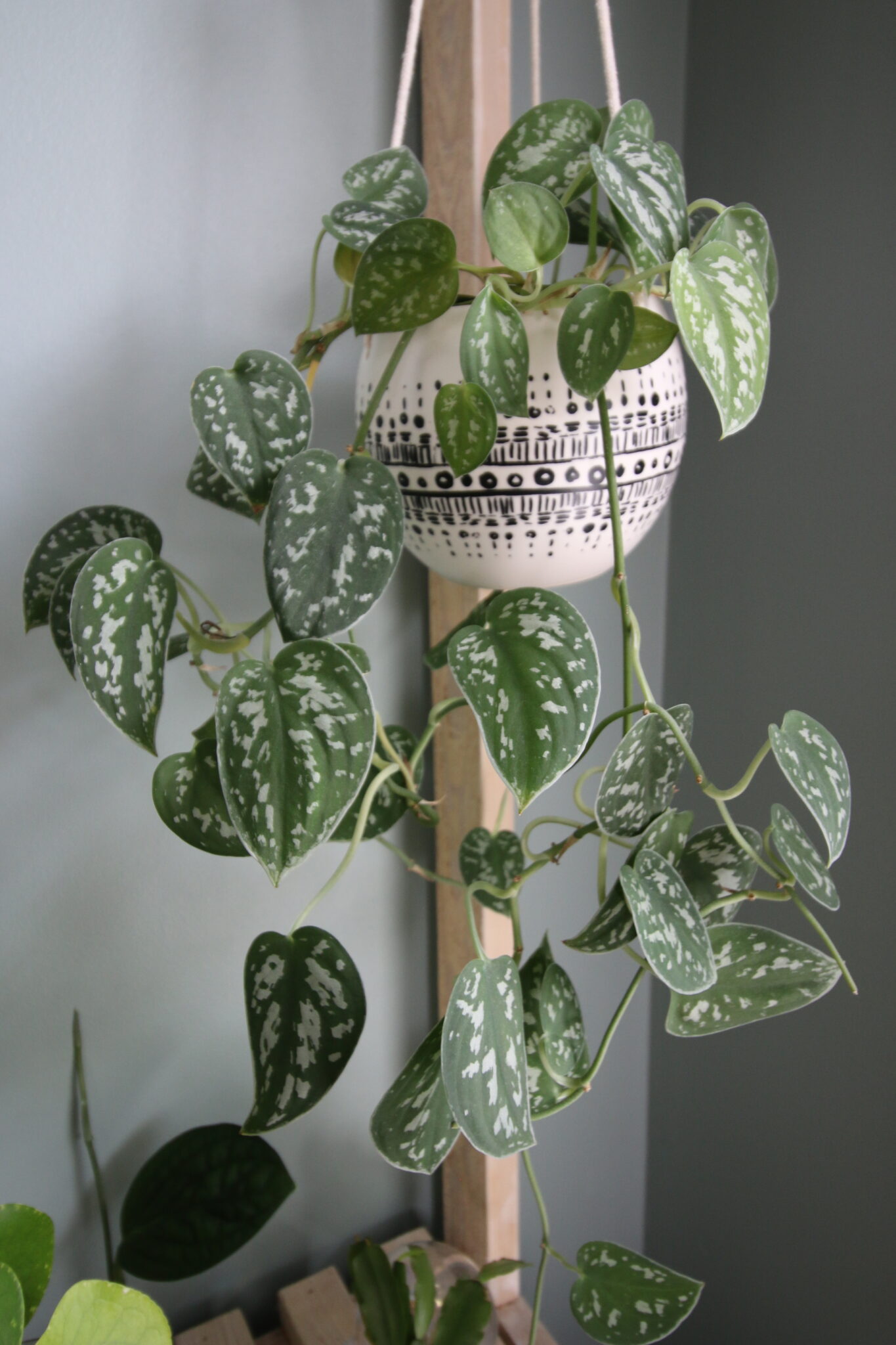 The complete satin pothos care guide keep your plants alive