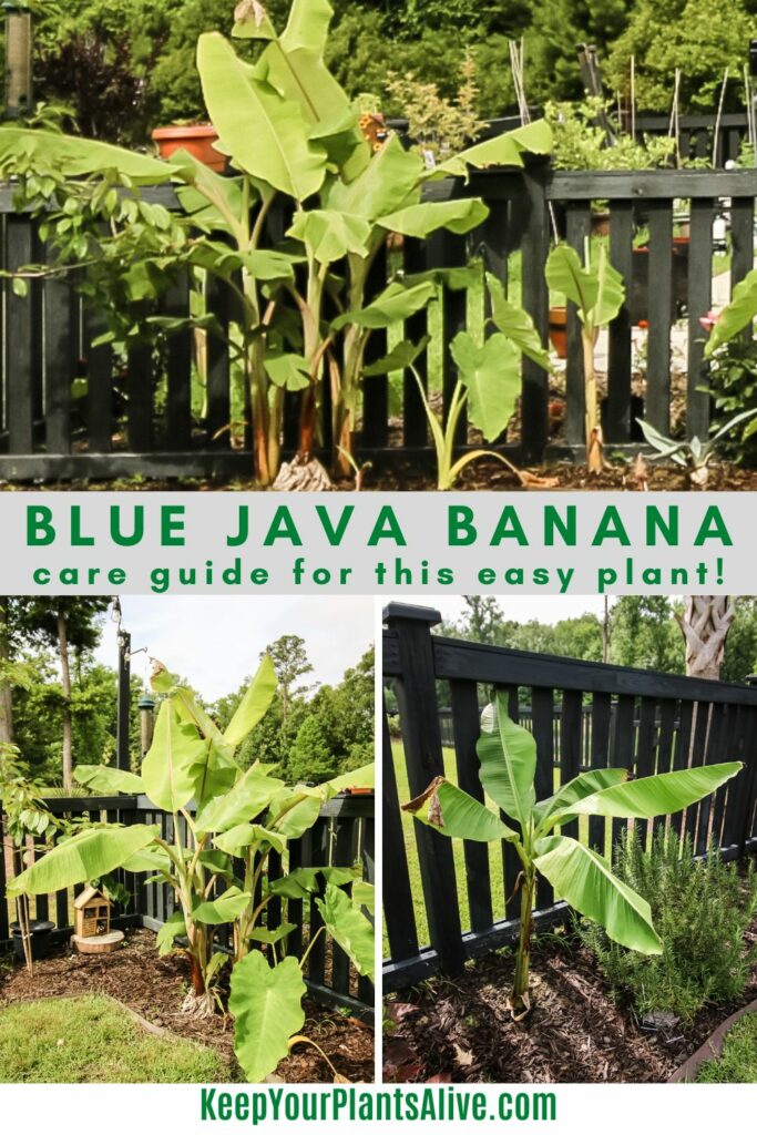 blue java banana plant care guide