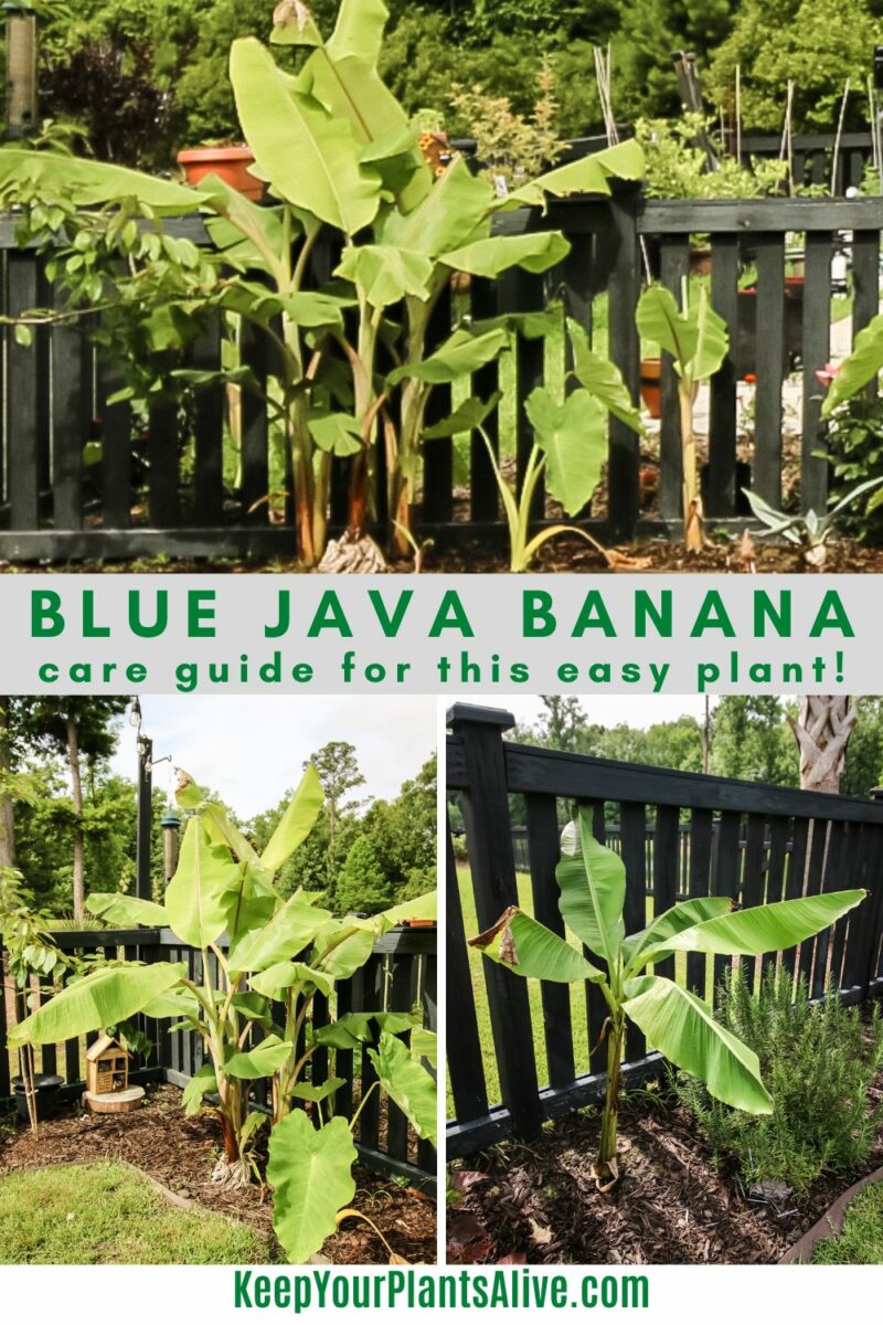 Blue java ice cream banana tree care guide keep your plants alive