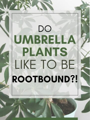 do umbrella plants like to be rootbound