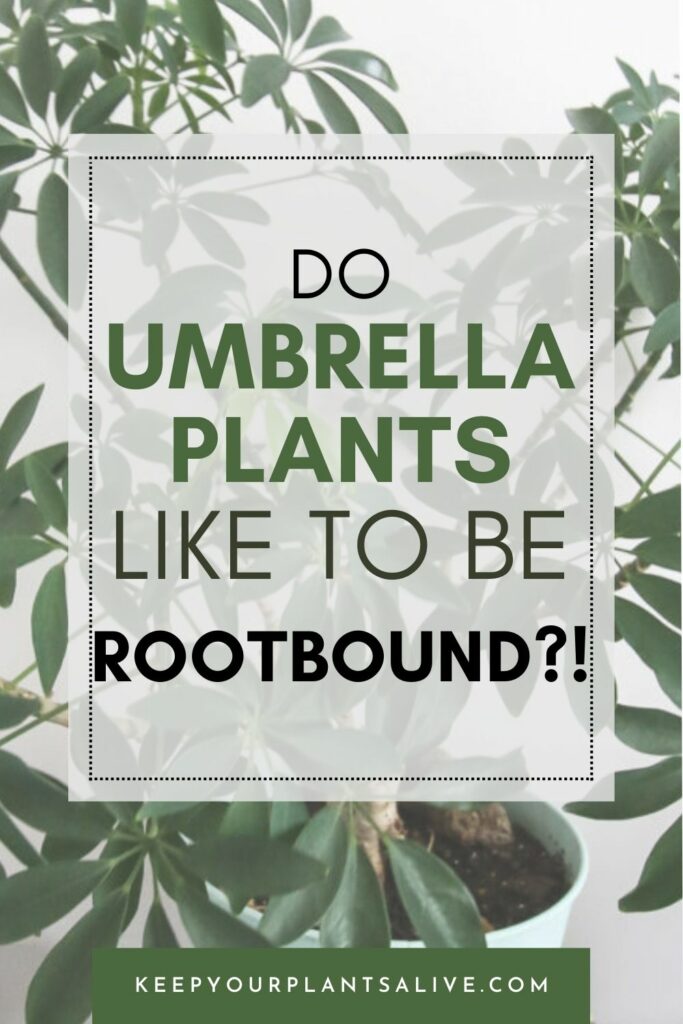 do umbrella plants like to be rootbound