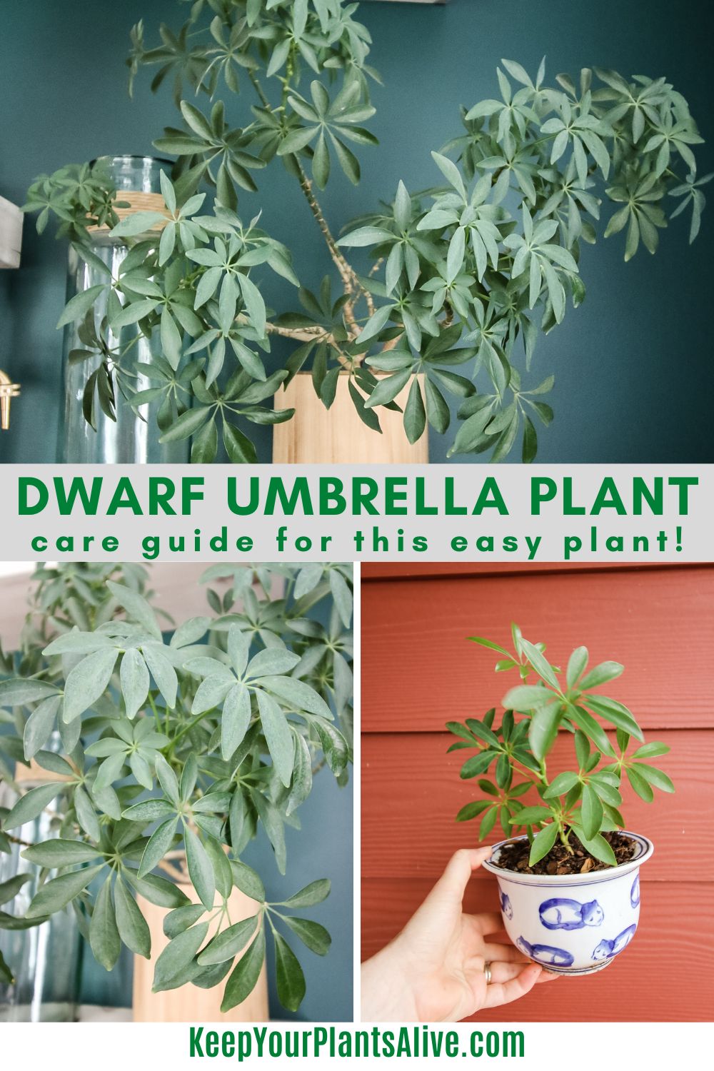 dwarf umbrella plant care guide