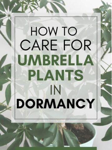 how to care for umbrella plants in dormancy